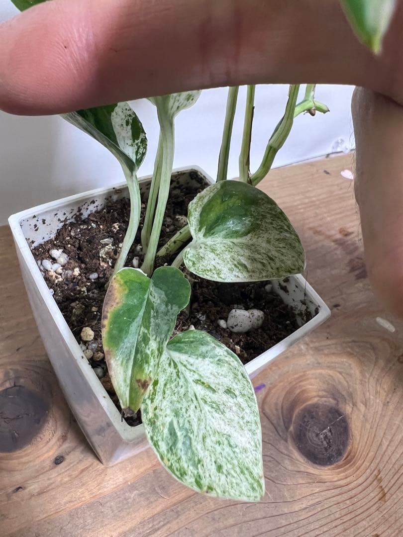 観葉植物 3種類おまとめセット　ククラータ・ピナツム・フロリダビューティー