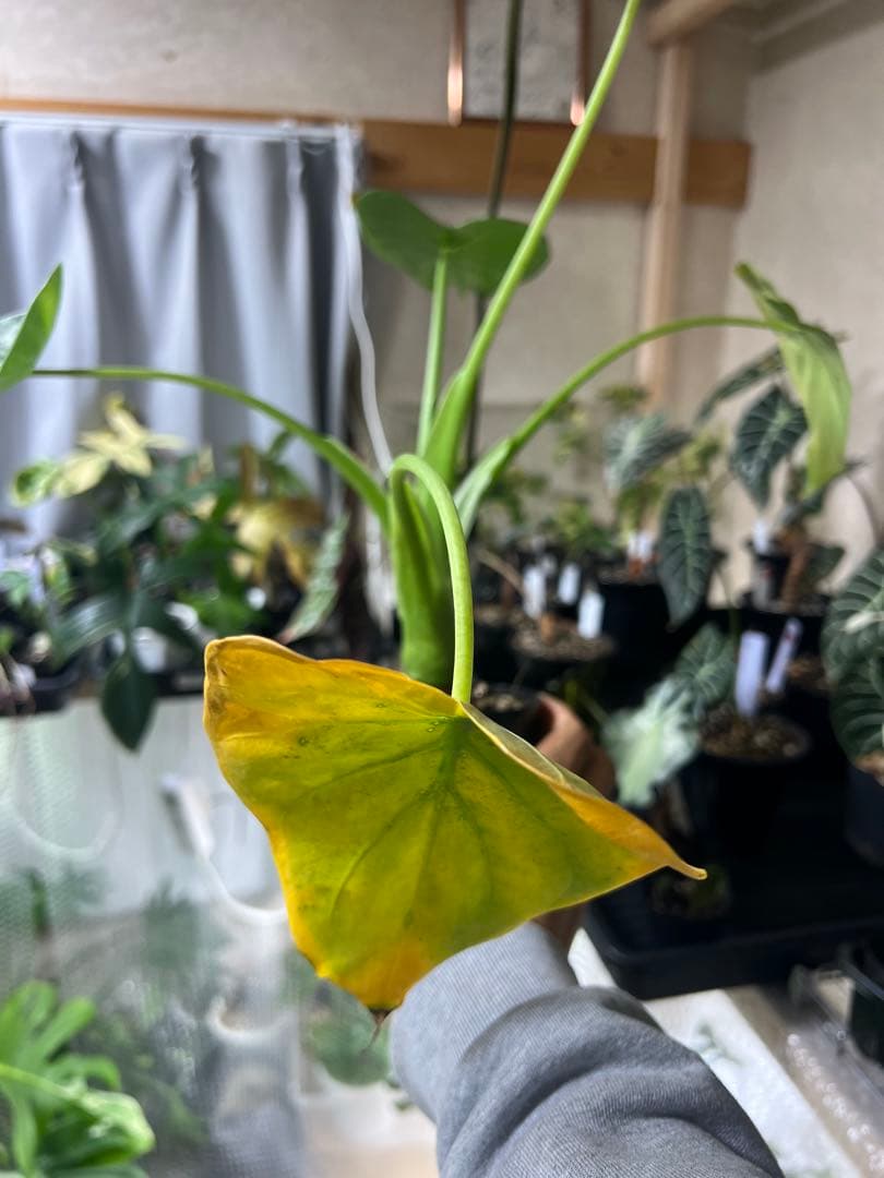 観葉植物 3種類おまとめセット　ククラータ・ピナツム・フロリダビューティー