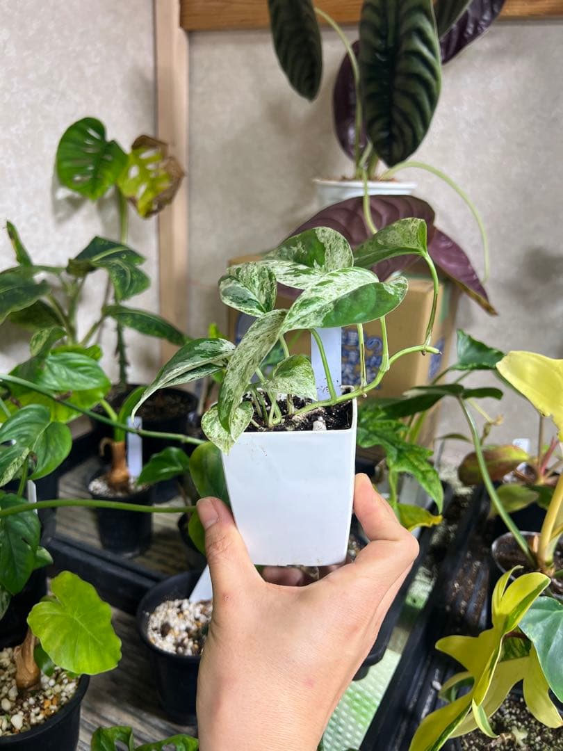 観葉植物 3種類おまとめセット　ククラータ・ピナツム・フロリダビューティー