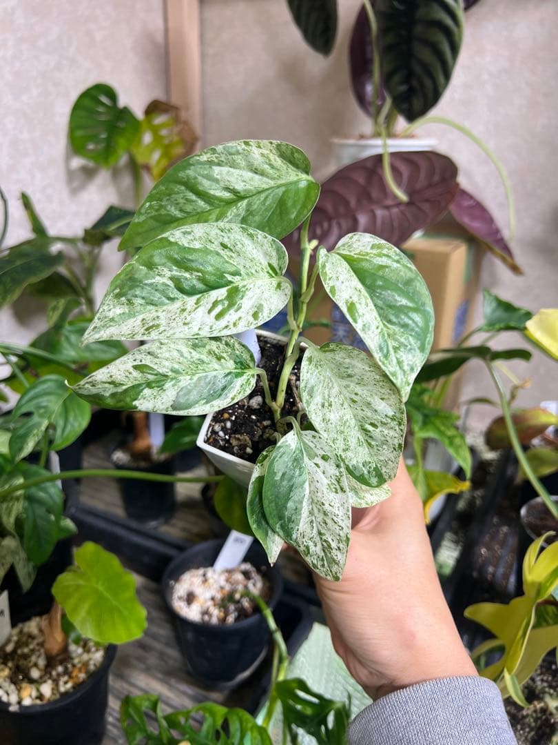 観葉植物 3種類おまとめセット　ククラータ・ピナツム・フロリダビューティー