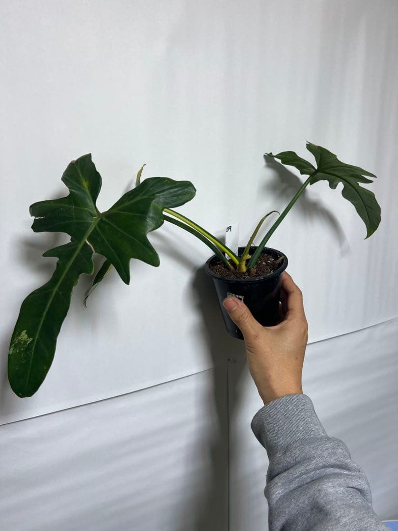 観葉植物 3種類おまとめセット　ククラータ・ピナツム・フロリダビューティー