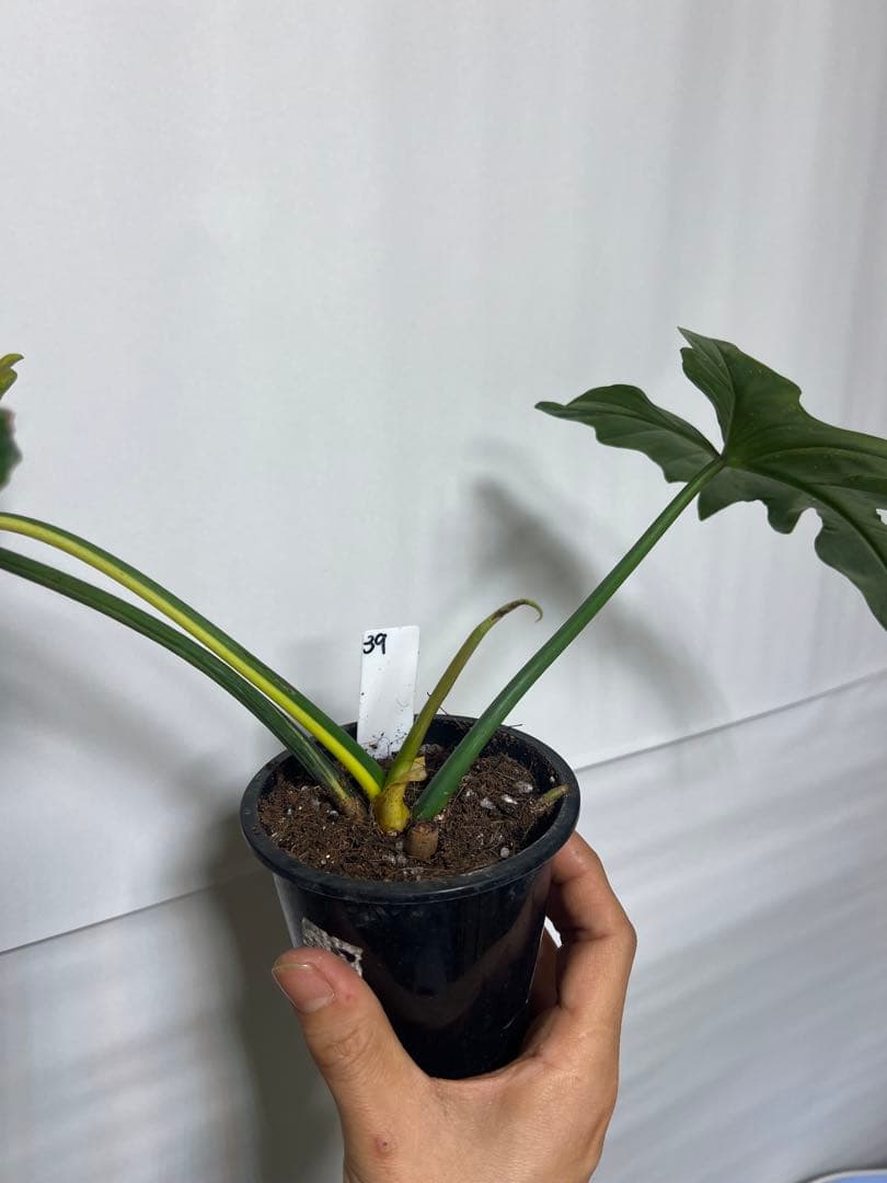 観葉植物 3種類おまとめセット　ククラータ・ピナツム・フロリダビューティー