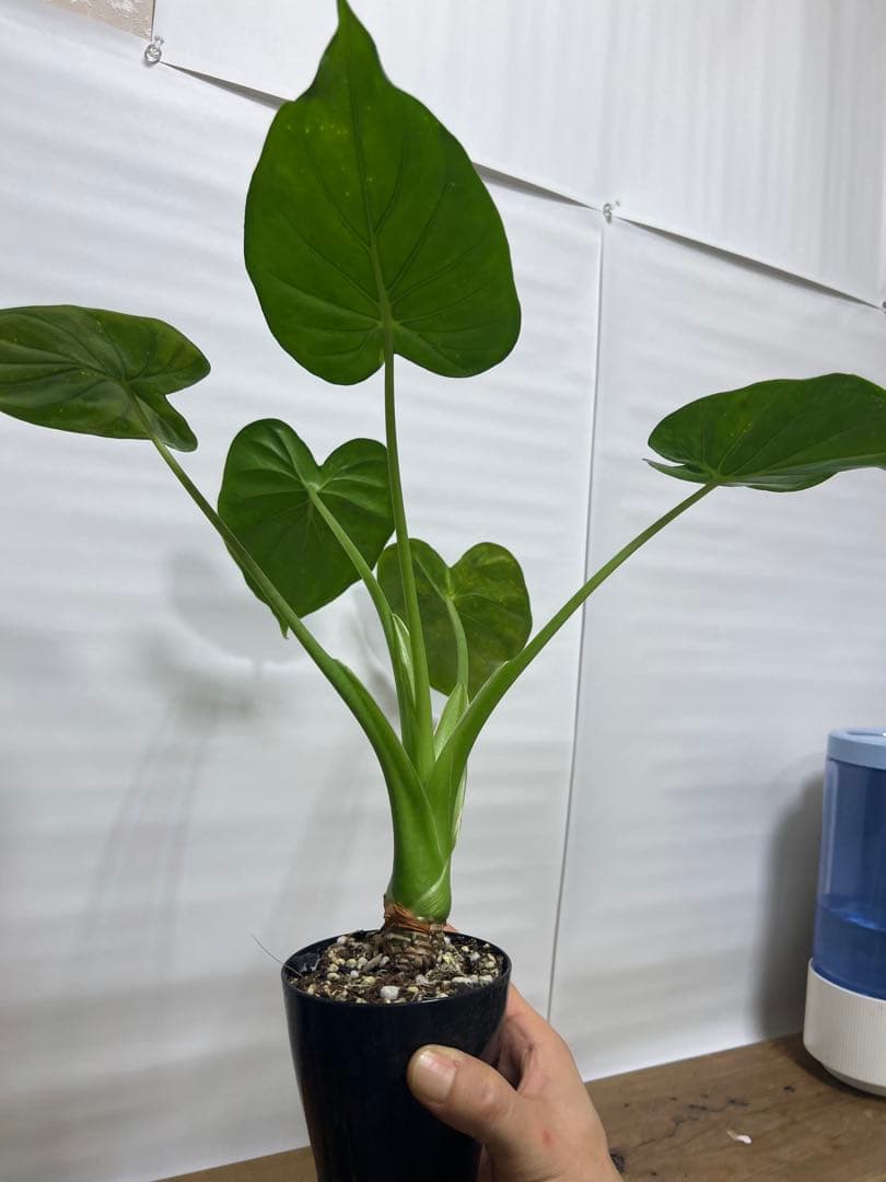 観葉植物 3種類おまとめセット　ククラータ・ピナツム・フロリダビューティー