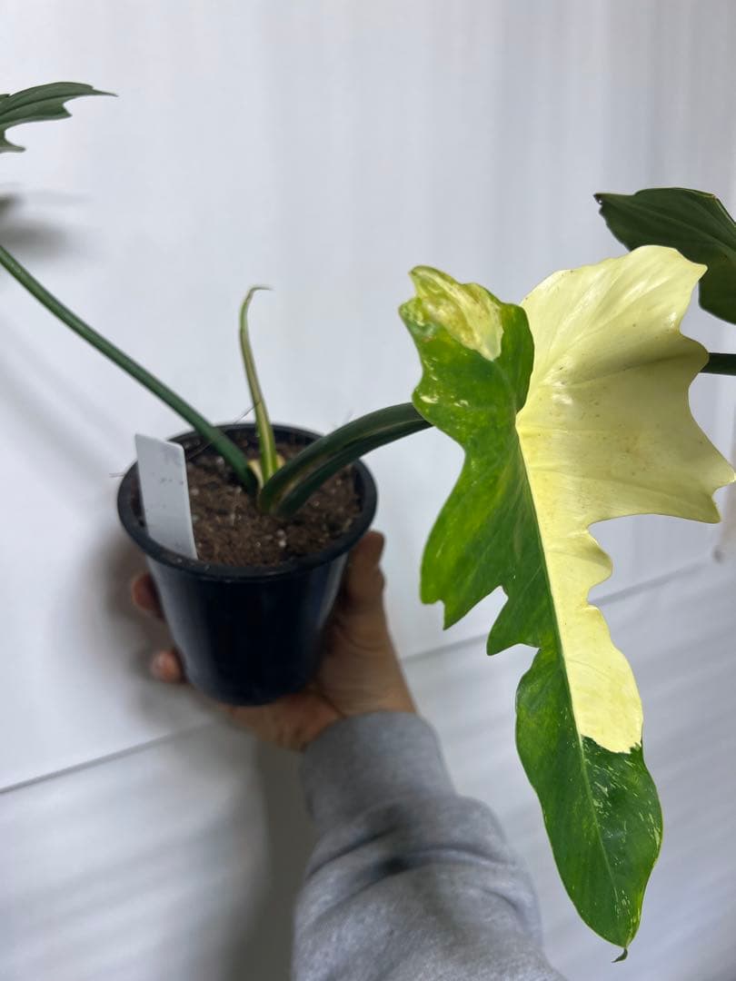 観葉植物 3種類おまとめセット　ククラータ・ピナツム・フロリダビューティー