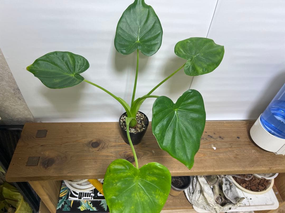 観葉植物 3種類おまとめセット　ククラータ・ピナツム・フロリダビューティー