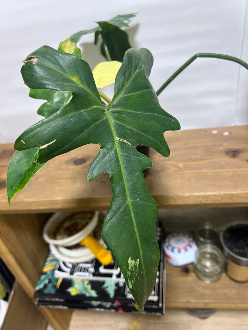 観葉植物 3種類おまとめセット　ククラータ・ピナツム・フロリダビューティー
