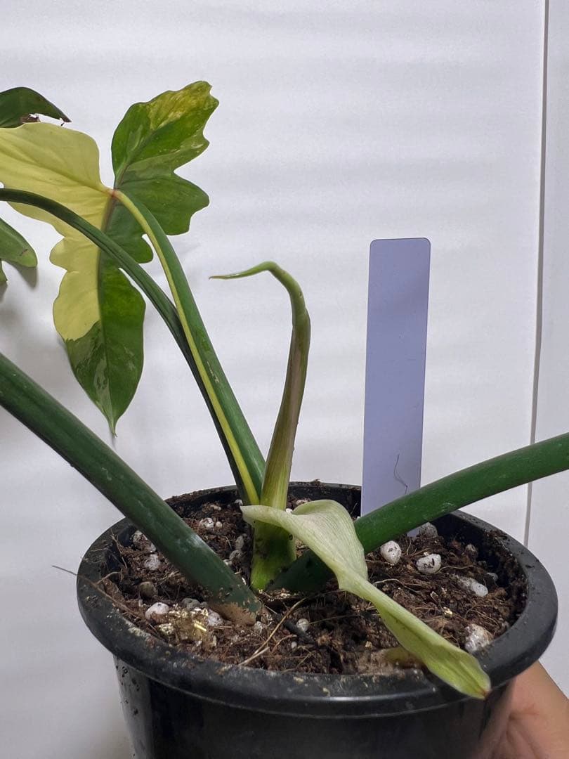 観葉植物 3種類おまとめセット　ククラータ・ピナツム・フロリダビューティー