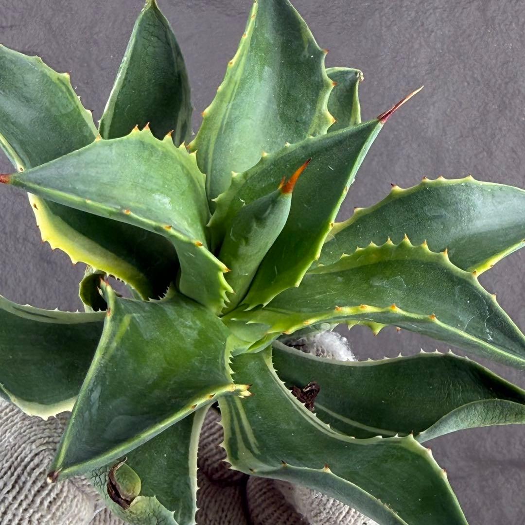 【アガベ　ハイブリッド ”リップル エフェクト×雷神”】SPECIAL/L12