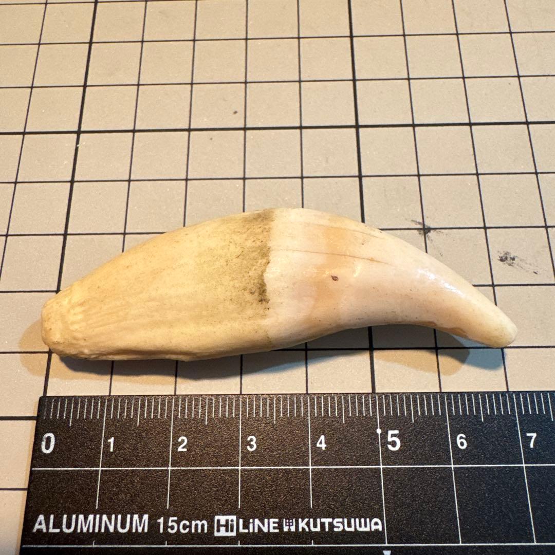 北海道　★熊の牙★ ヒグマ　ひぐま　3個セット