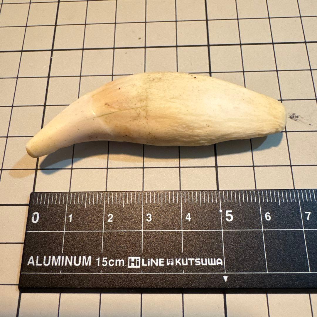 北海道　★熊の牙★ ヒグマ　ひぐま　3個セット