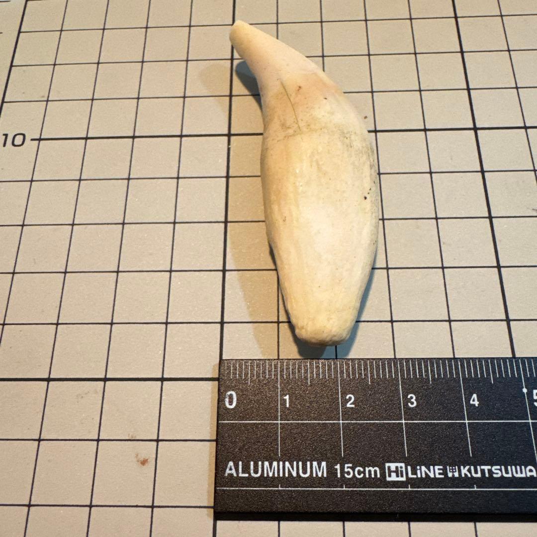 北海道　★熊の牙★ ヒグマ　ひぐま　3個セット