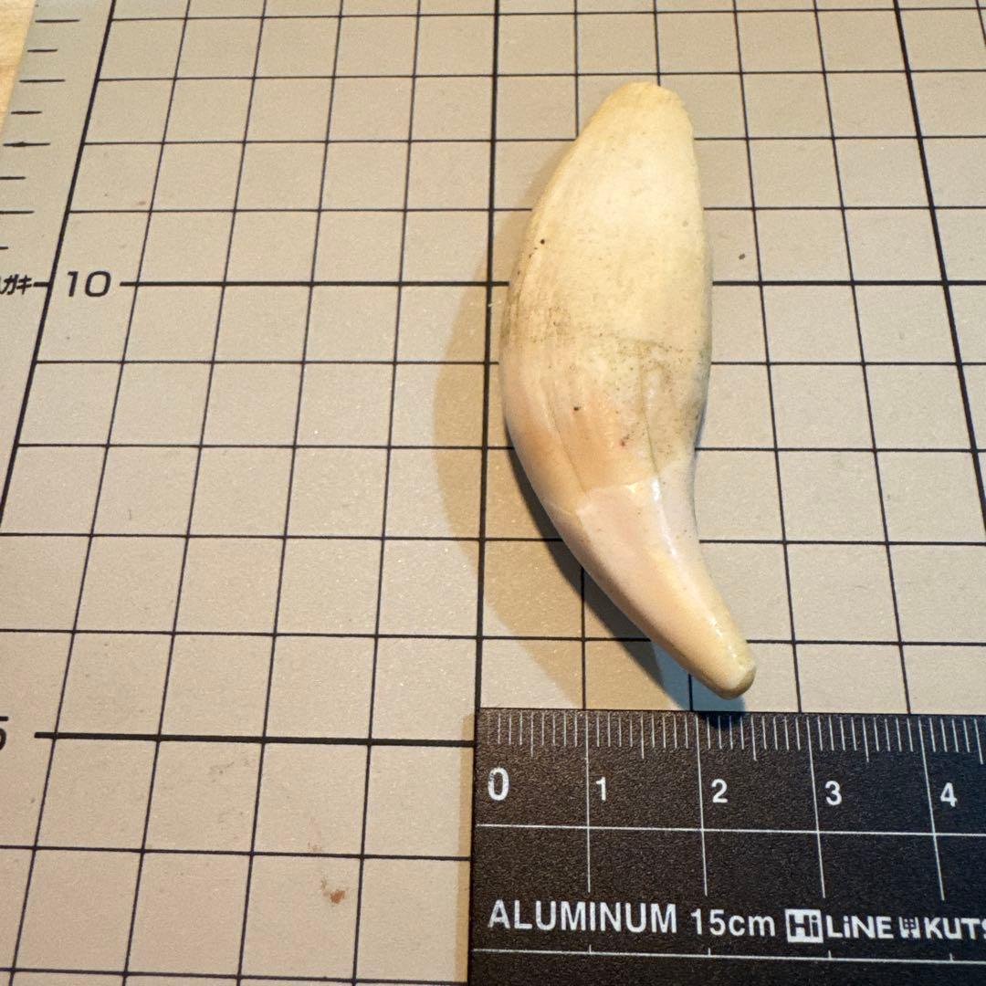 北海道　★熊の牙★ ヒグマ　ひぐま　3個セット