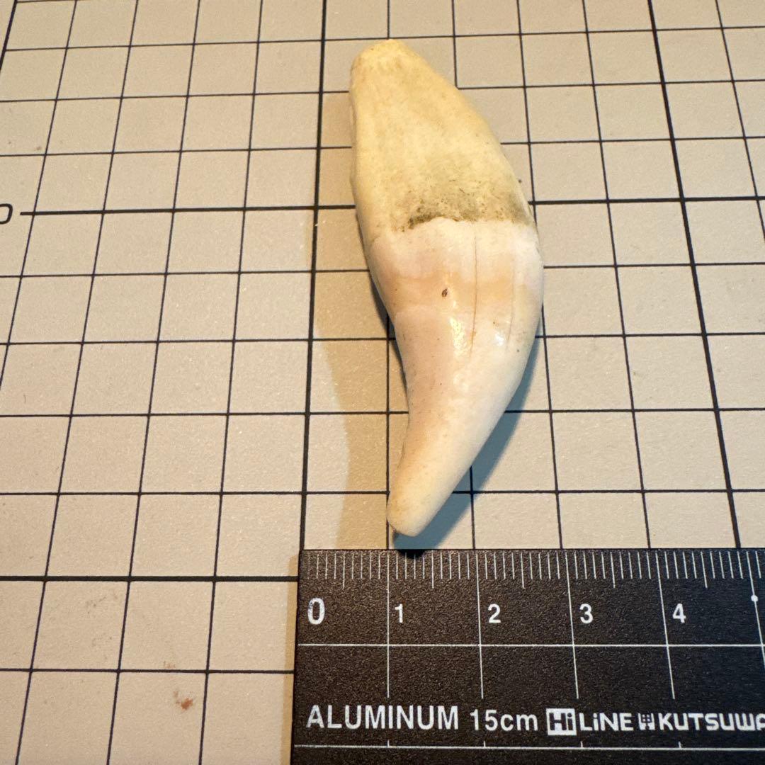 北海道　★熊の牙★ ヒグマ　ひぐま　3個セット