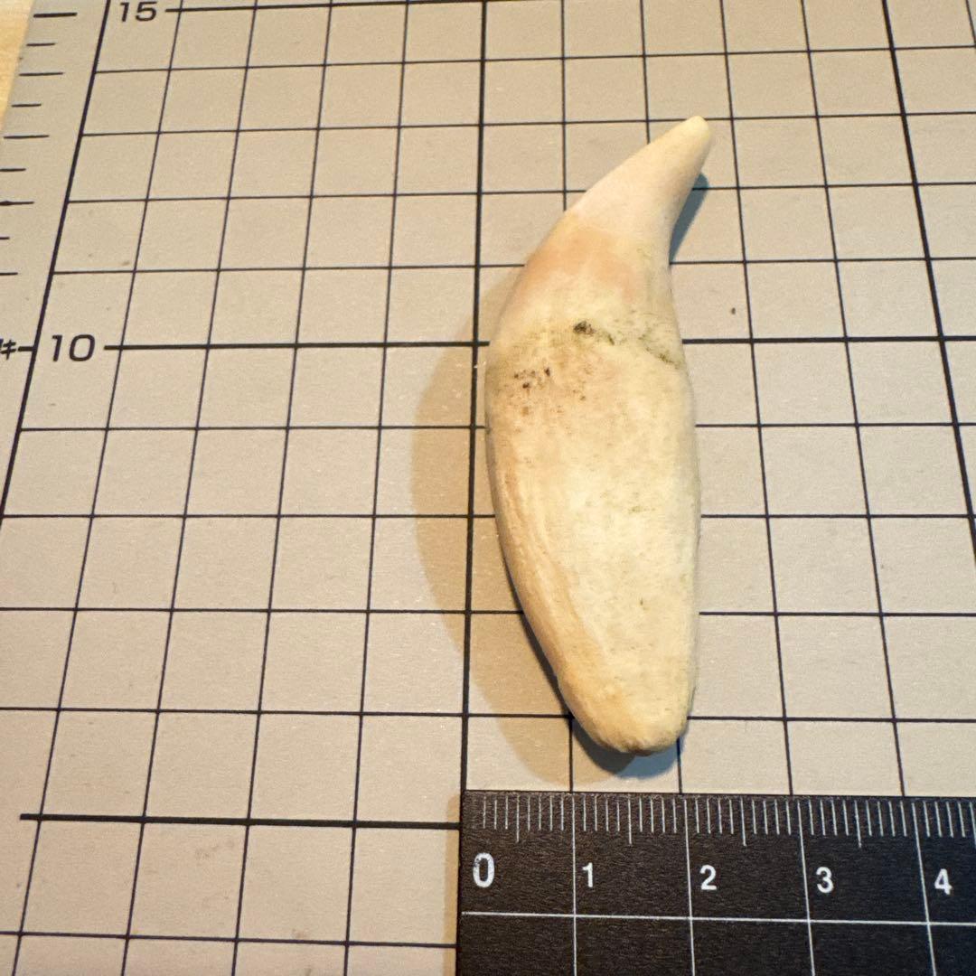 北海道　★熊の牙★ ヒグマ　ひぐま　3個セット