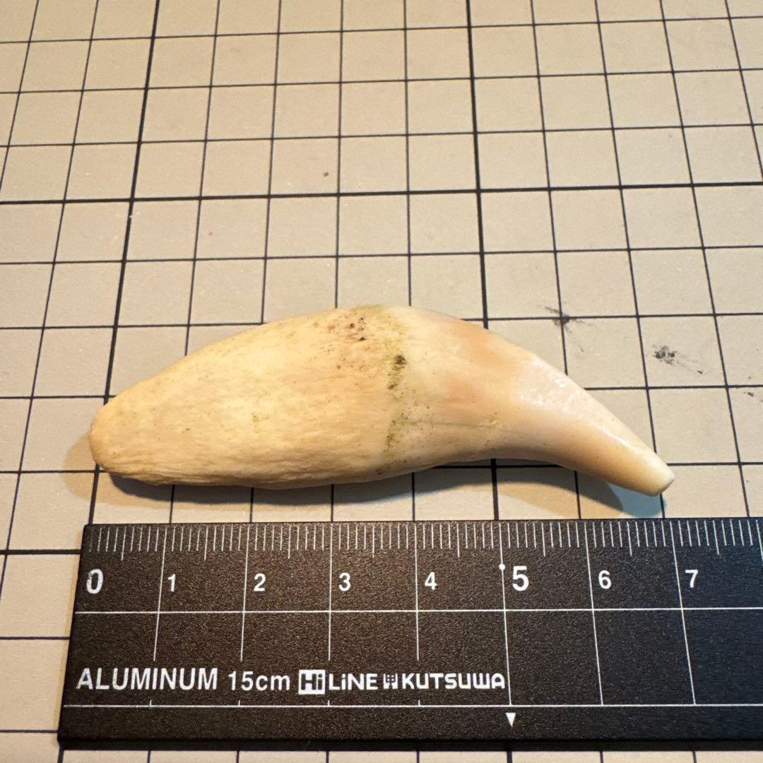 北海道　★熊の牙★ ヒグマ　ひぐま　3個セット