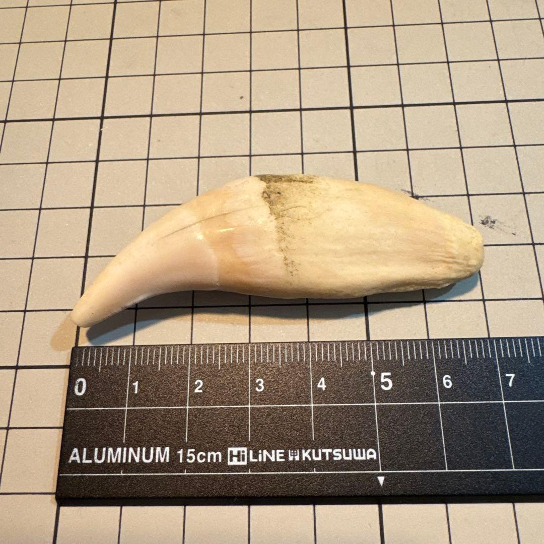 北海道　★熊の牙★ ヒグマ　ひぐま　3個セット