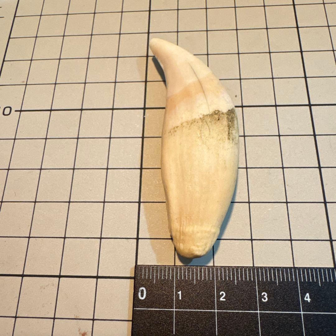 北海道　★熊の牙★ ヒグマ　ひぐま　3個セット