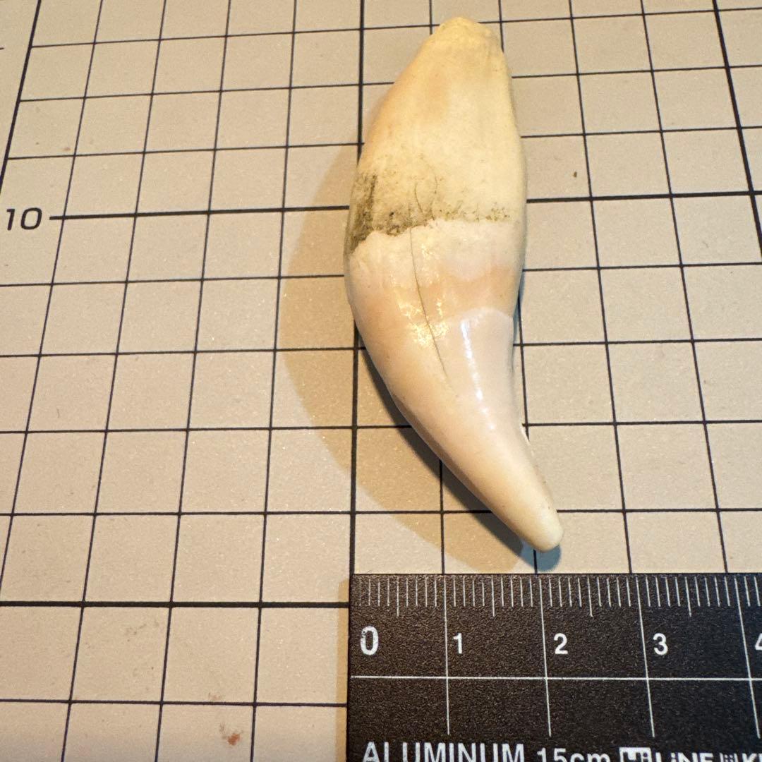 北海道　★熊の牙★ ヒグマ　ひぐま　3個セット