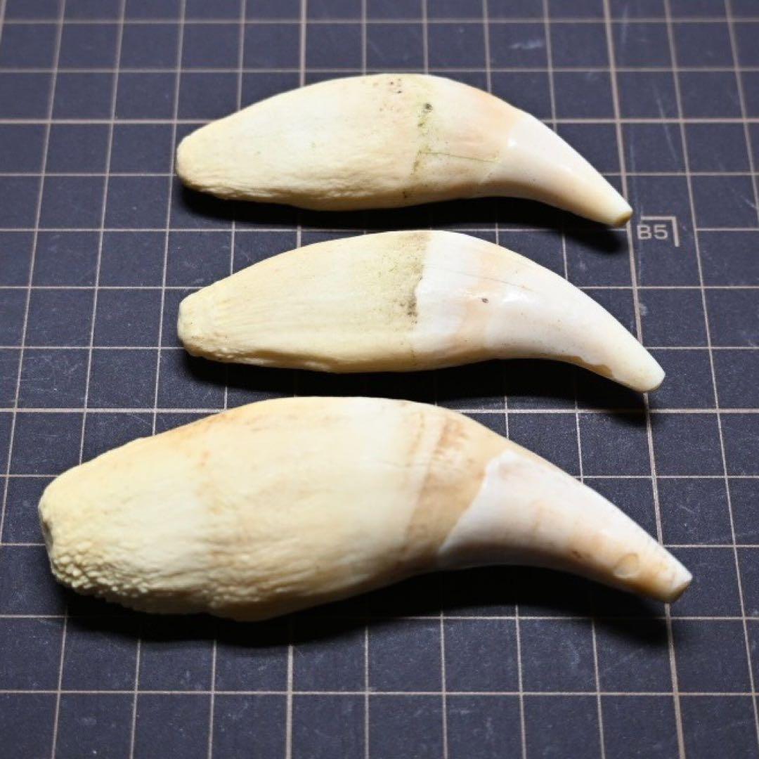 北海道　★熊の牙★ ヒグマ　ひぐま　3個セット