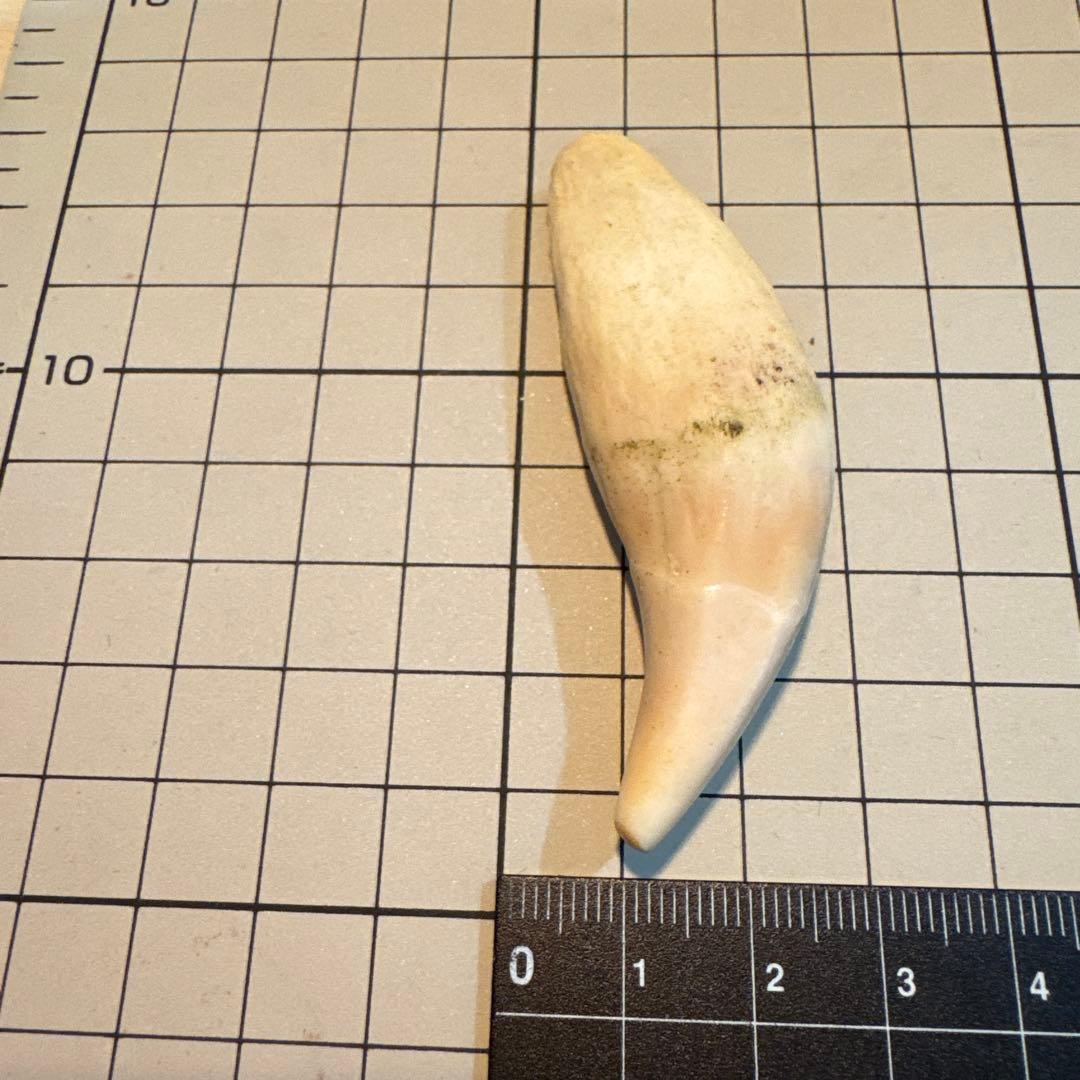 北海道　★熊の牙★ ヒグマ　ひぐま　3個セット