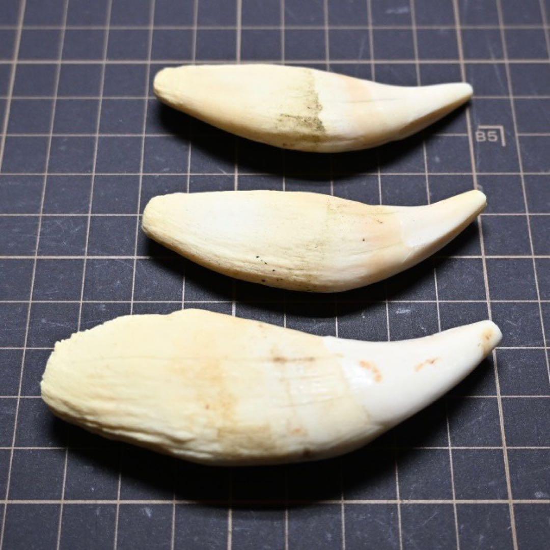 北海道　★熊の牙★ ヒグマ　ひぐま　3個セット