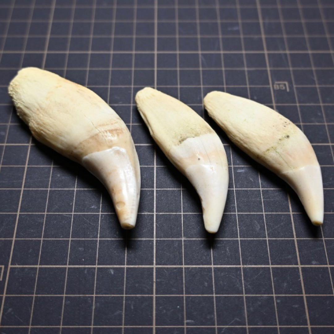 北海道　★熊の牙★ ヒグマ　ひぐま　3個セット