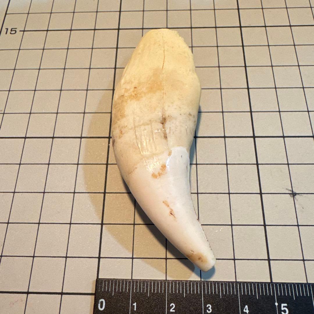 北海道　★熊の牙★ ヒグマ　ひぐま　3個セット