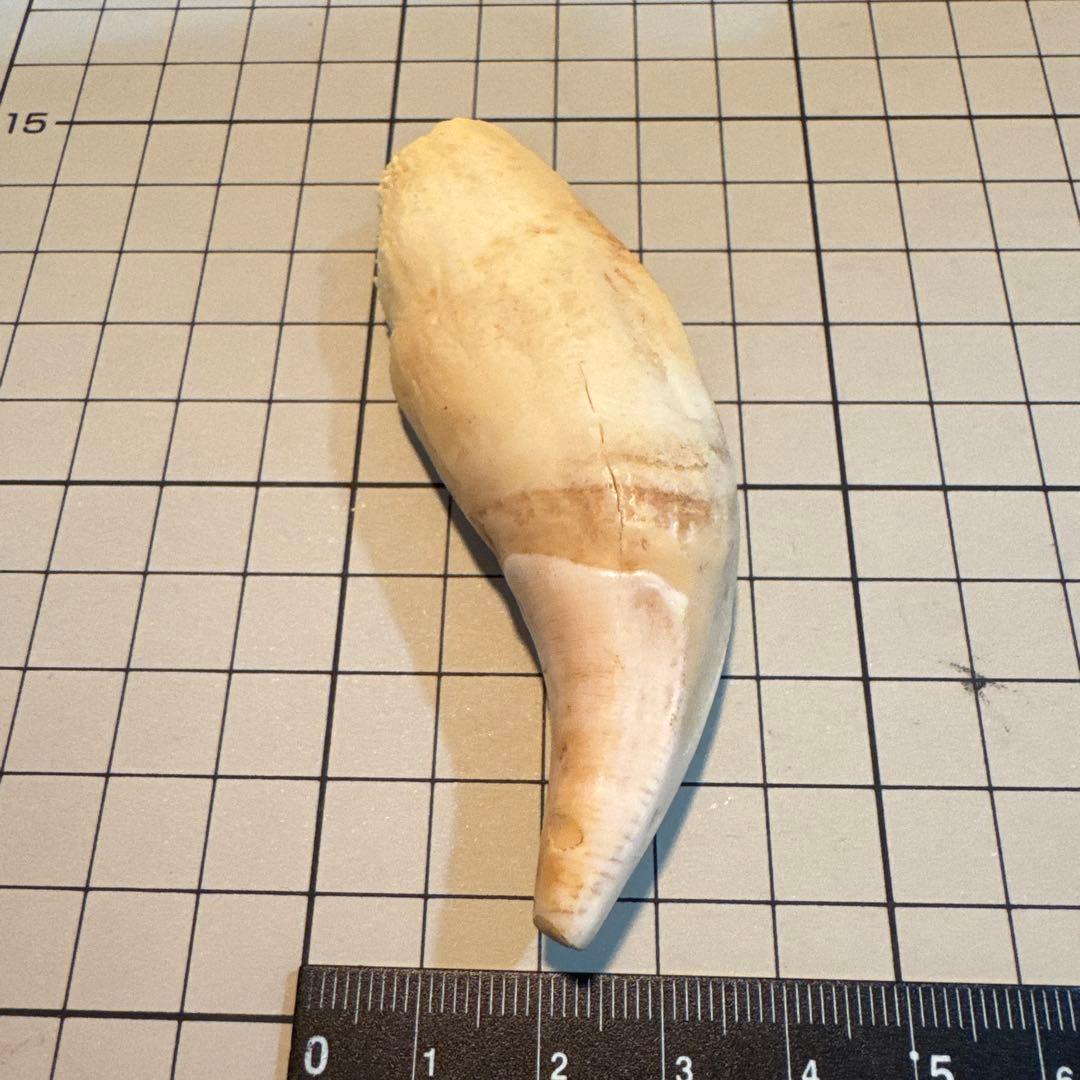 北海道　★熊の牙★ ヒグマ　ひぐま　3個セット