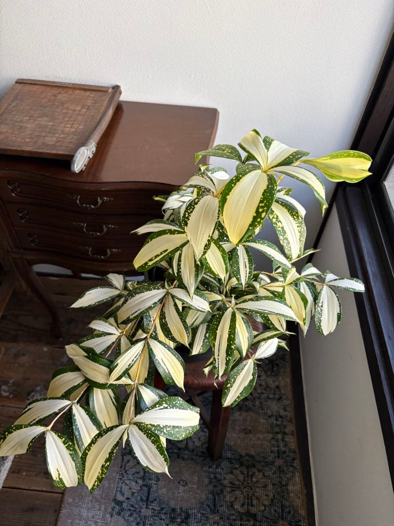 じぇりおきゃんた