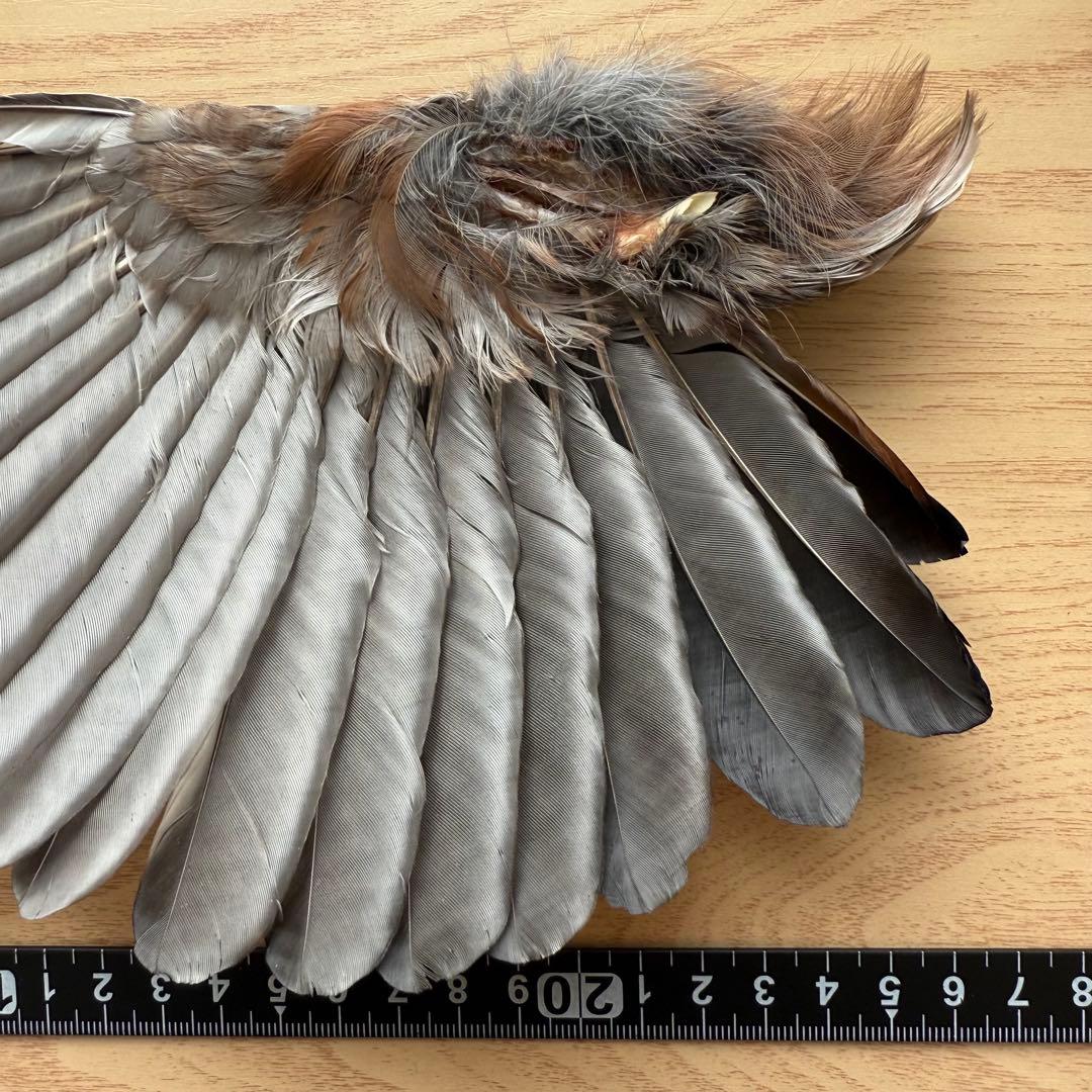 ★超希少★状態良！カケスの翼・尾羽剥製 野鳥 羽根 鳥の羽根 天然野外個体