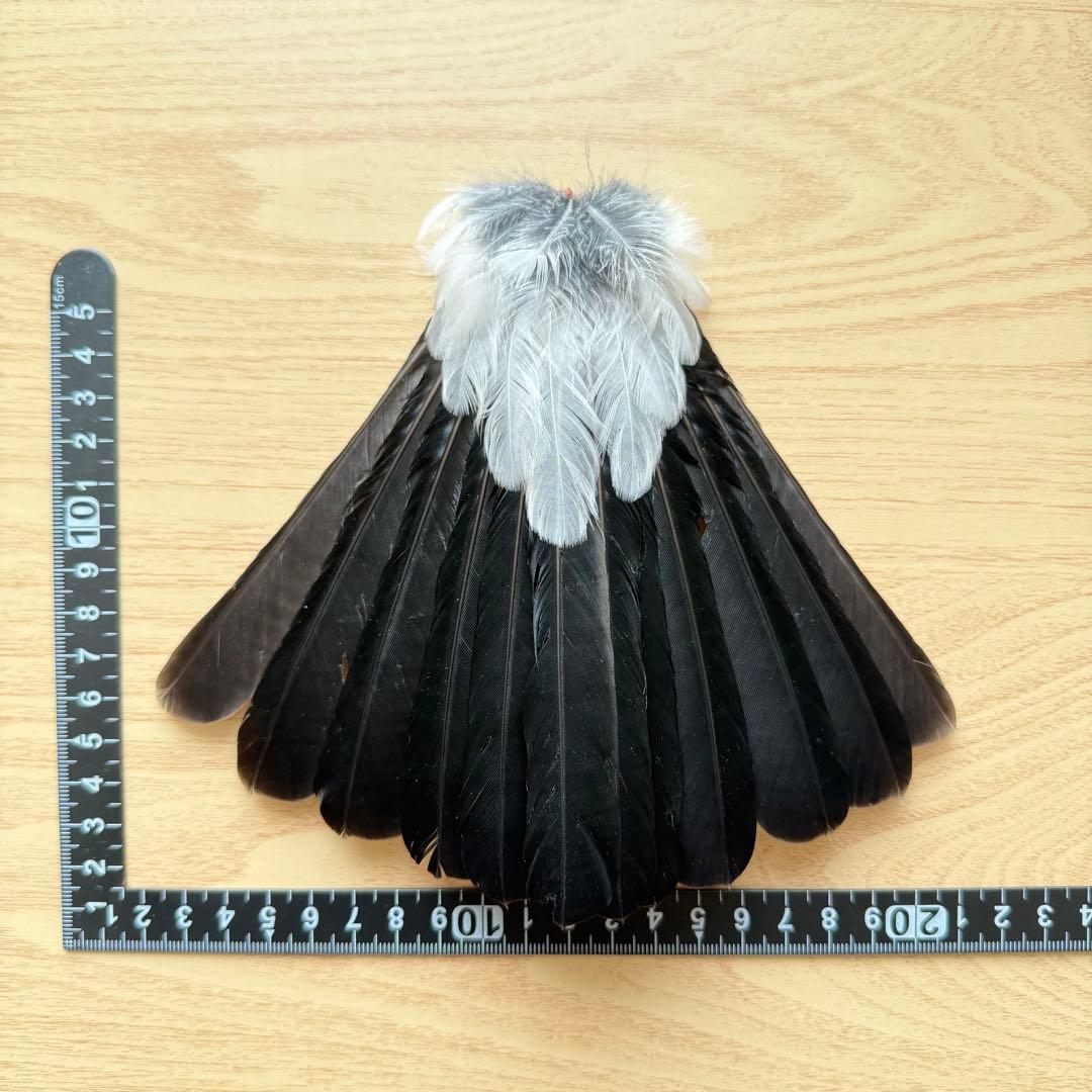 ★超希少★状態良！カケスの翼・尾羽剥製 野鳥 羽根 鳥の羽根 天然野外個体