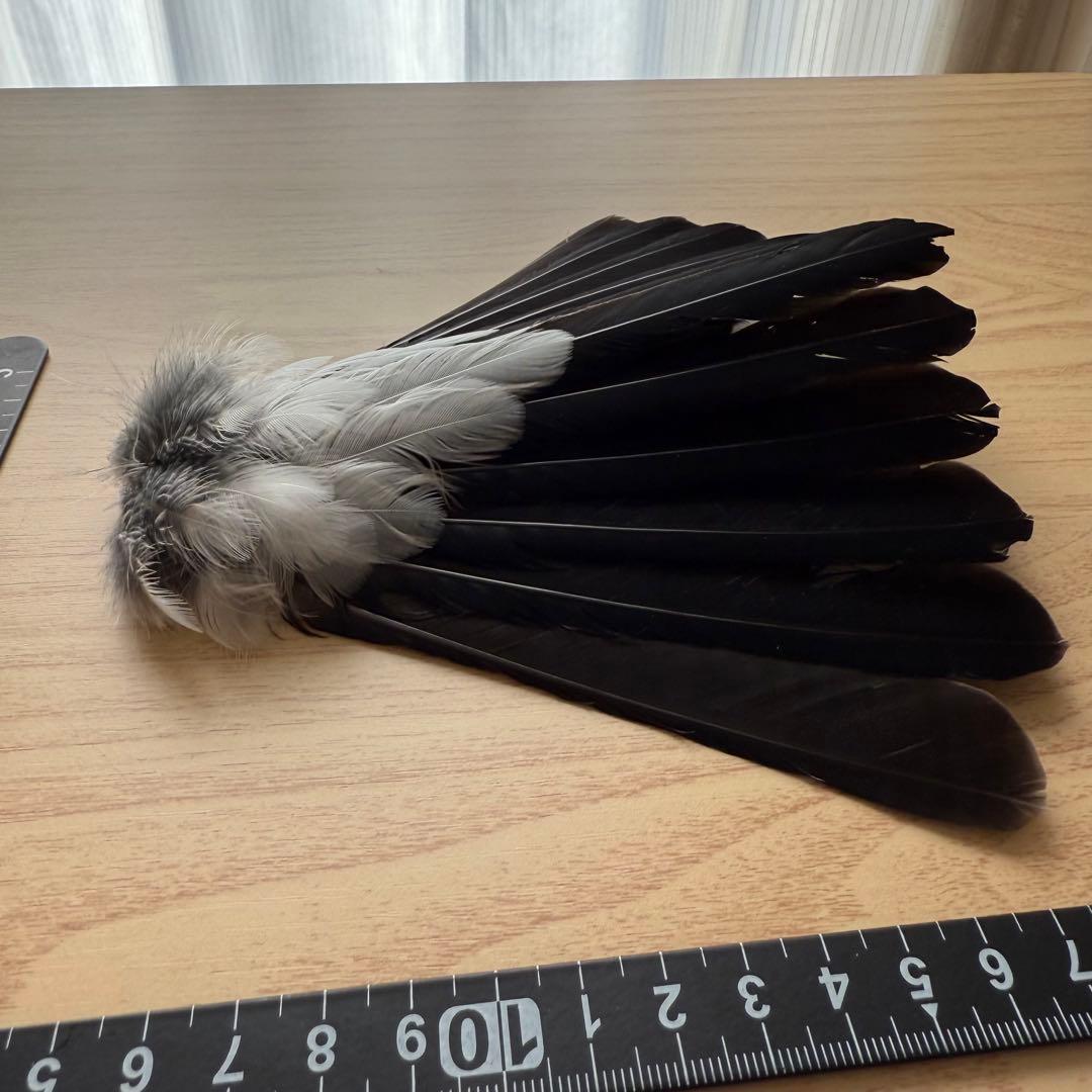 ★超希少★状態良！カケスの翼・尾羽剥製 野鳥 羽根 鳥の羽根 天然野外個体
