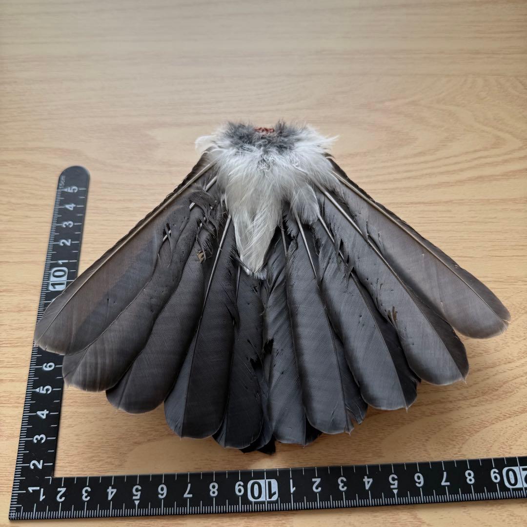 ★超希少★状態良！カケスの翼・尾羽剥製 野鳥 羽根 鳥の羽根 天然野外個体