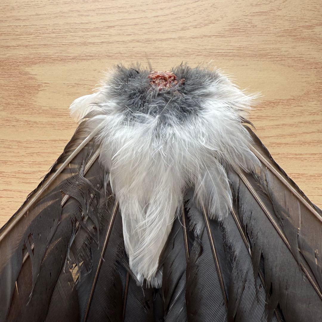 ★超希少★状態良！カケスの翼・尾羽剥製 野鳥 羽根 鳥の羽根 天然野外個体