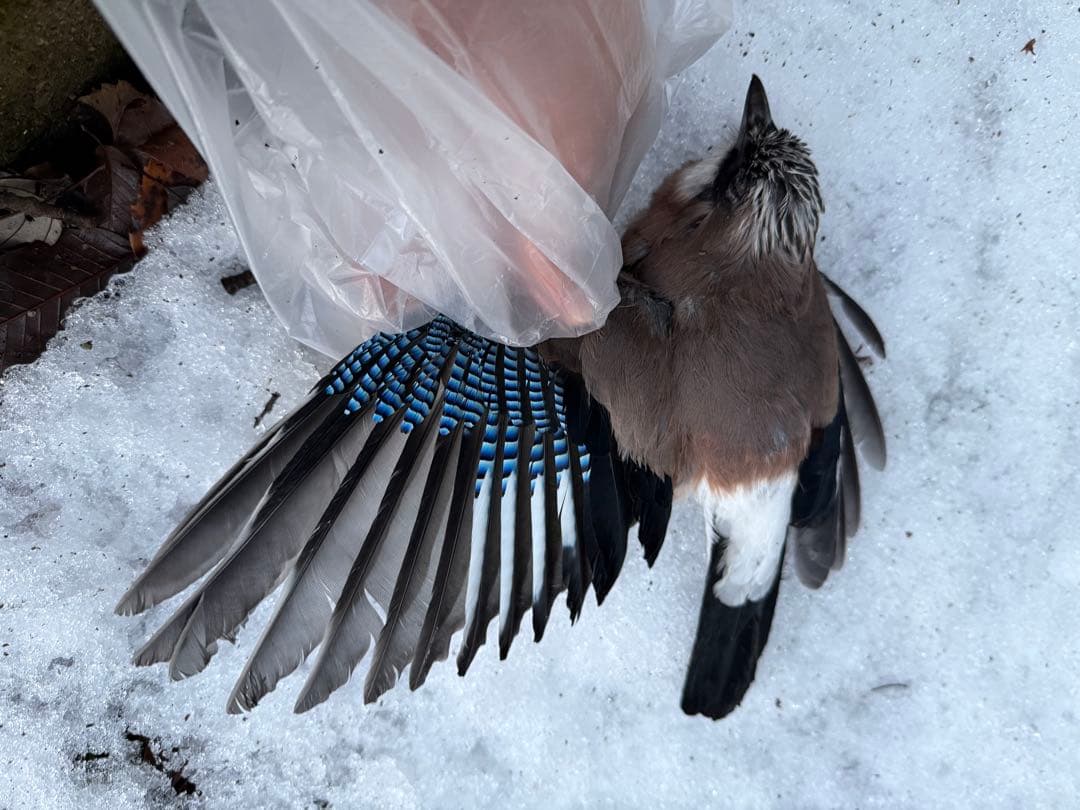 ★超希少★状態良！カケスの翼・尾羽剥製 野鳥 羽根 鳥の羽根 天然野外個体