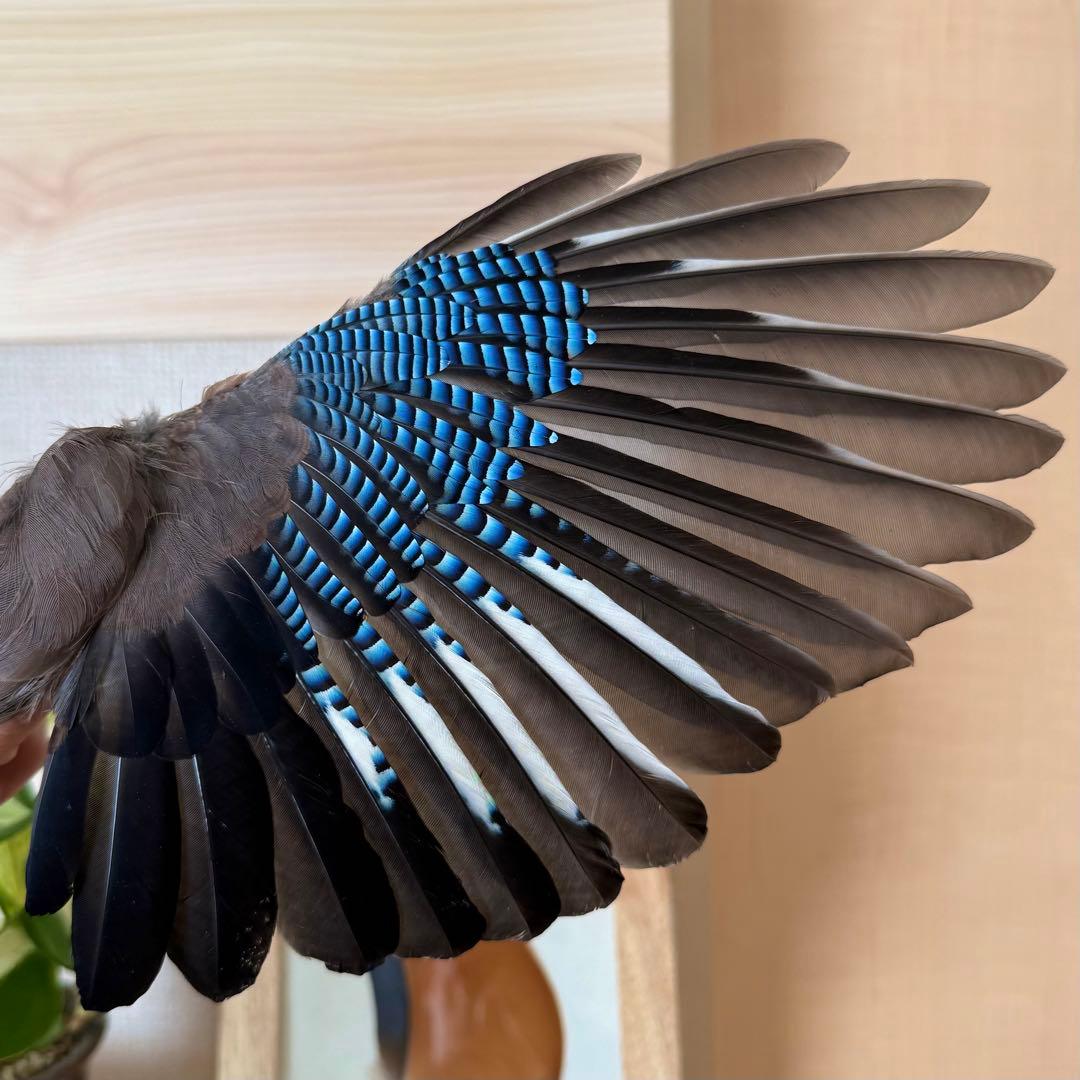 ★超希少★状態良！カケスの翼・尾羽剥製 野鳥 羽根 鳥の羽根 天然野外個体