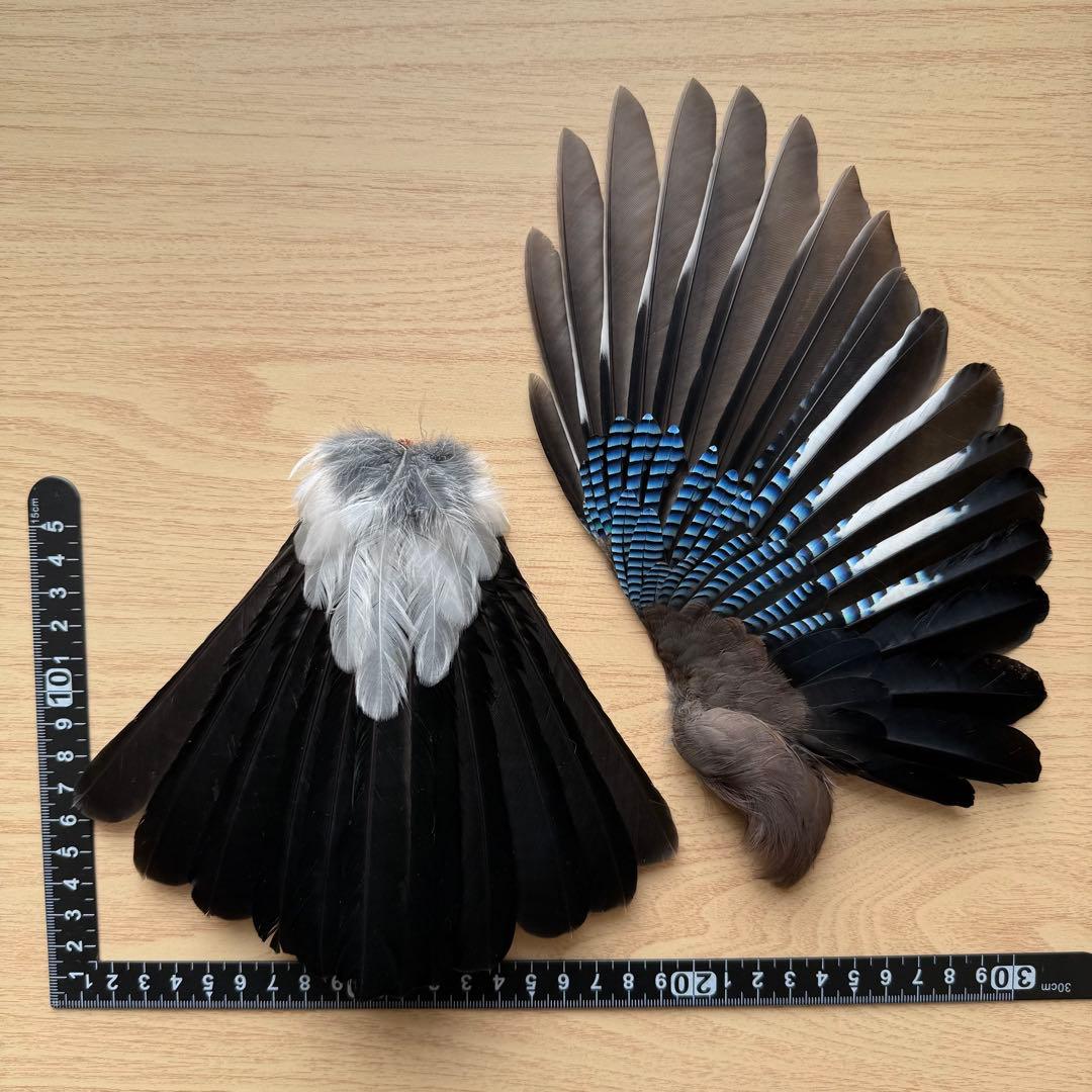 ★超希少★状態良！カケスの翼・尾羽剥製 野鳥 羽根 鳥の羽根 天然野外個体