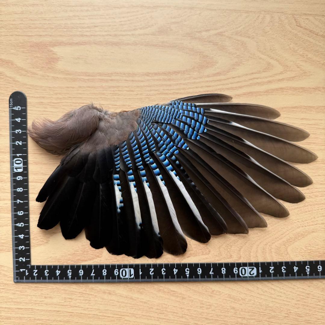 ★超希少★状態良！カケスの翼・尾羽剥製 野鳥 羽根 鳥の羽根 天然野外個体