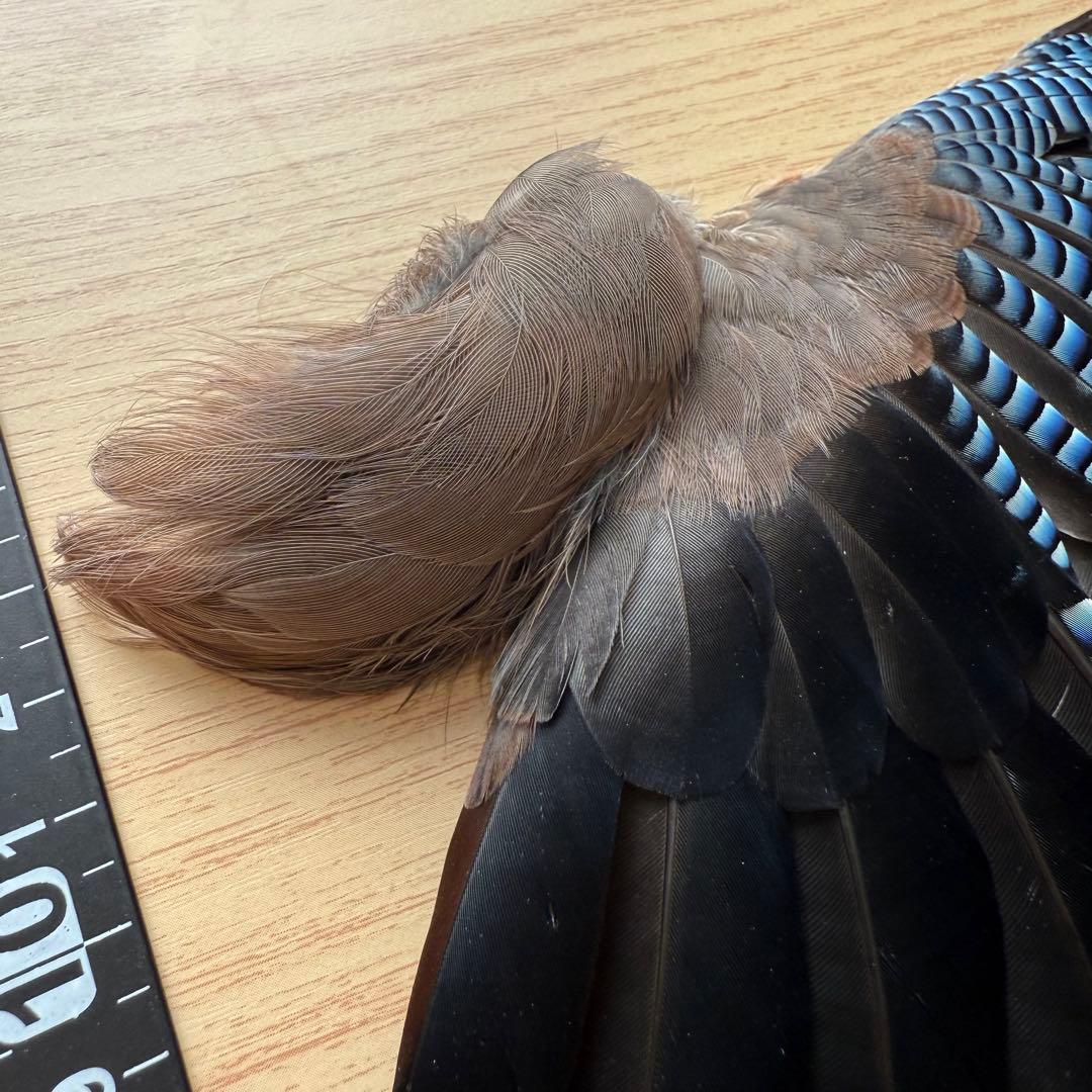 ★超希少★状態良！カケスの翼・尾羽剥製 野鳥 羽根 鳥の羽根 天然野外個体