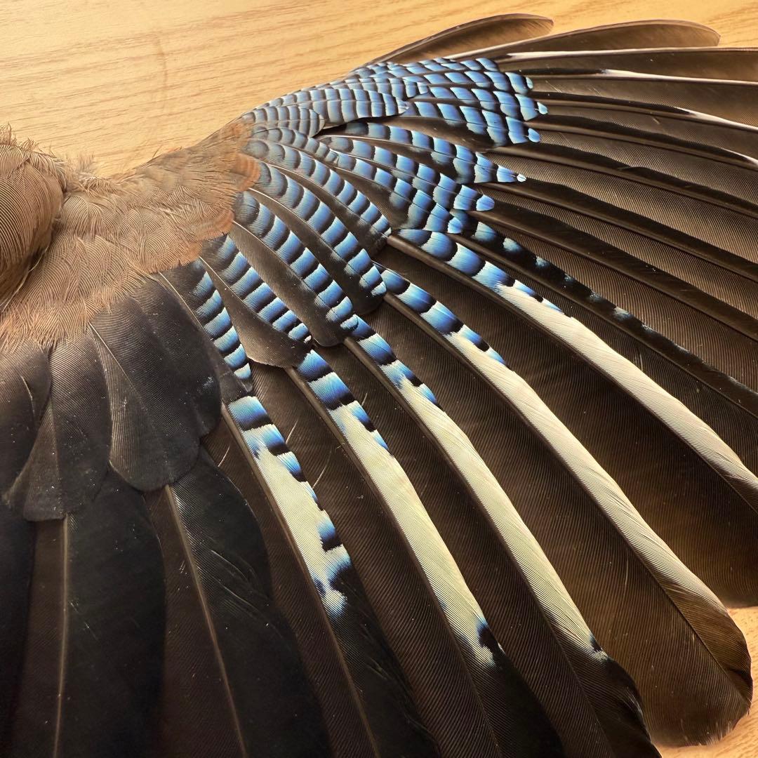 ★超希少★状態良！カケスの翼・尾羽剥製 野鳥 羽根 鳥の羽根 天然野外個体