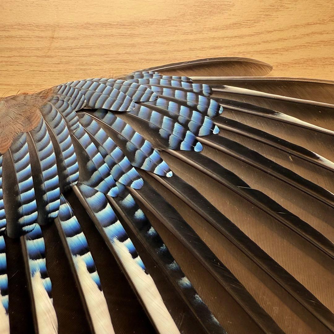 ★超希少★状態良！カケスの翼・尾羽剥製 野鳥 羽根 鳥の羽根 天然野外個体