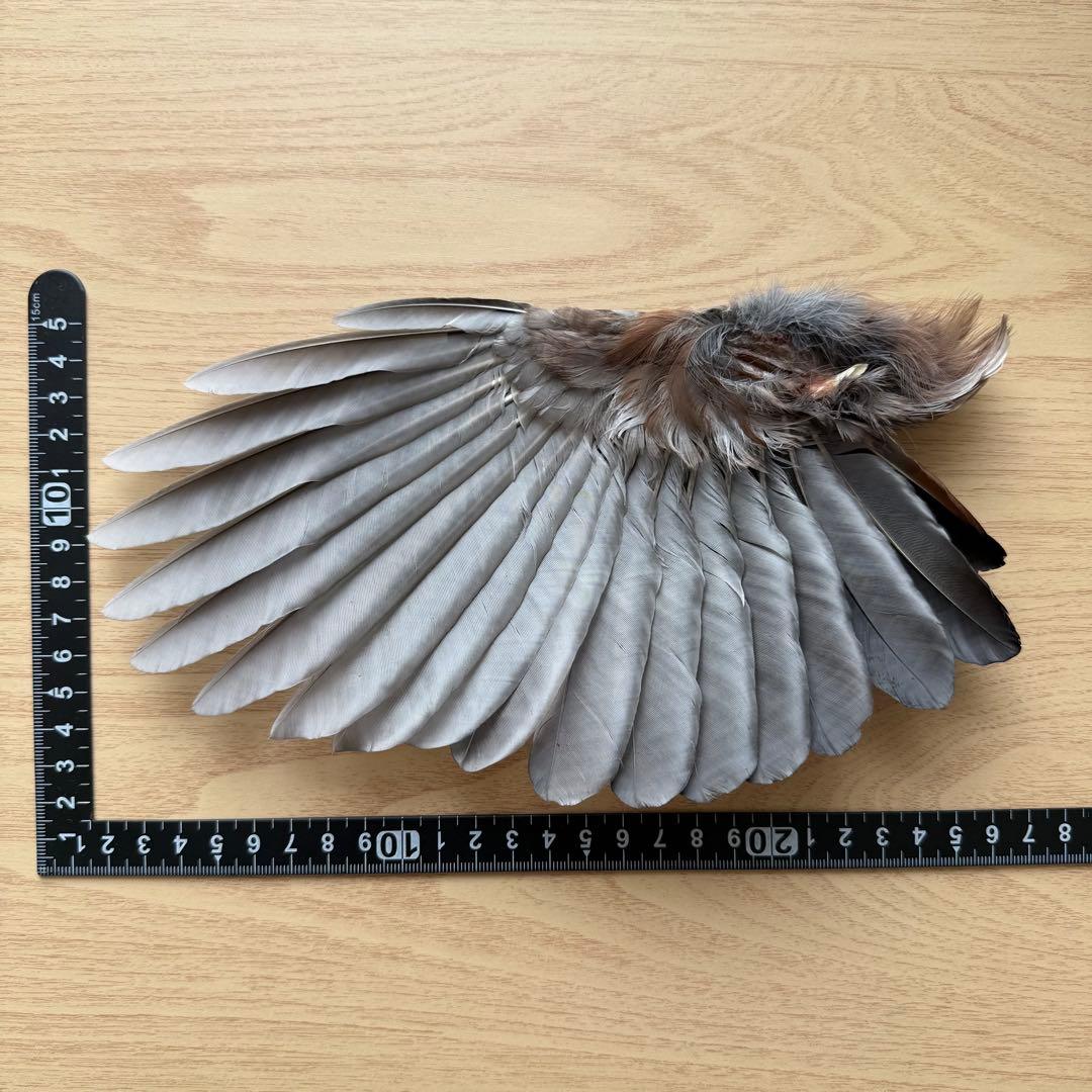 ★超希少★状態良！カケスの翼・尾羽剥製 野鳥 羽根 鳥の羽根 天然野外個体