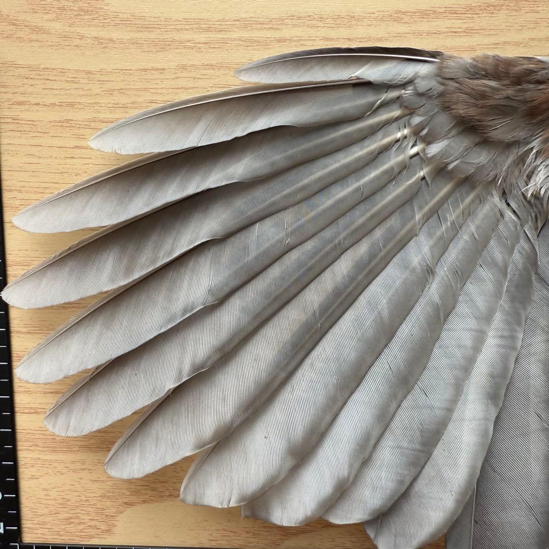 ★超希少★状態良！カケスの翼・尾羽剥製 野鳥 羽根 鳥の羽根 天然野外個体