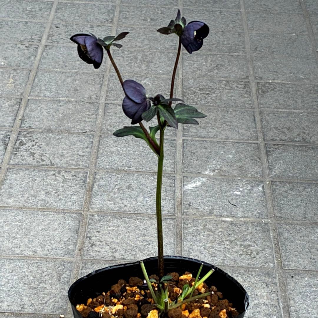 3736☘️極上☘️黒⭐️小輪⭐️美カップ⭐️極細リバースピコ⭐️スレンダー⭐️広瀬園芸⭐️