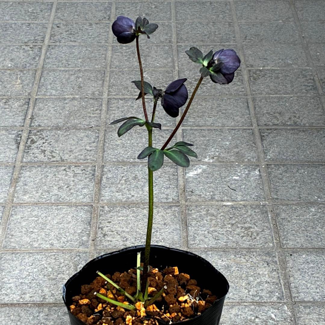 3736☘️極上☘️黒⭐️小輪⭐️美カップ⭐️極細リバースピコ⭐️スレンダー⭐️広瀬園芸⭐️