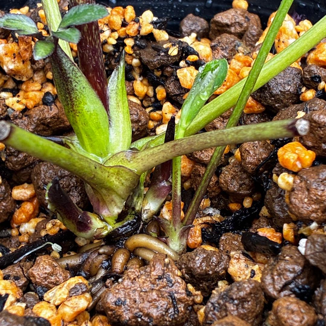 3736☘️極上☘️黒⭐️小輪⭐️美カップ⭐️極細リバースピコ⭐️スレンダー⭐️広瀬園芸⭐️