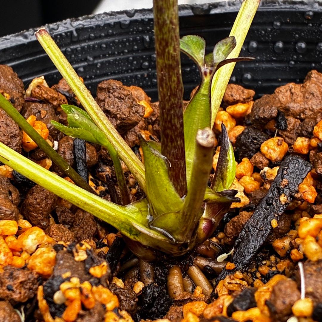 3736☘️極上☘️黒⭐️小輪⭐️美カップ⭐️極細リバースピコ⭐️スレンダー⭐️広瀬園芸⭐️