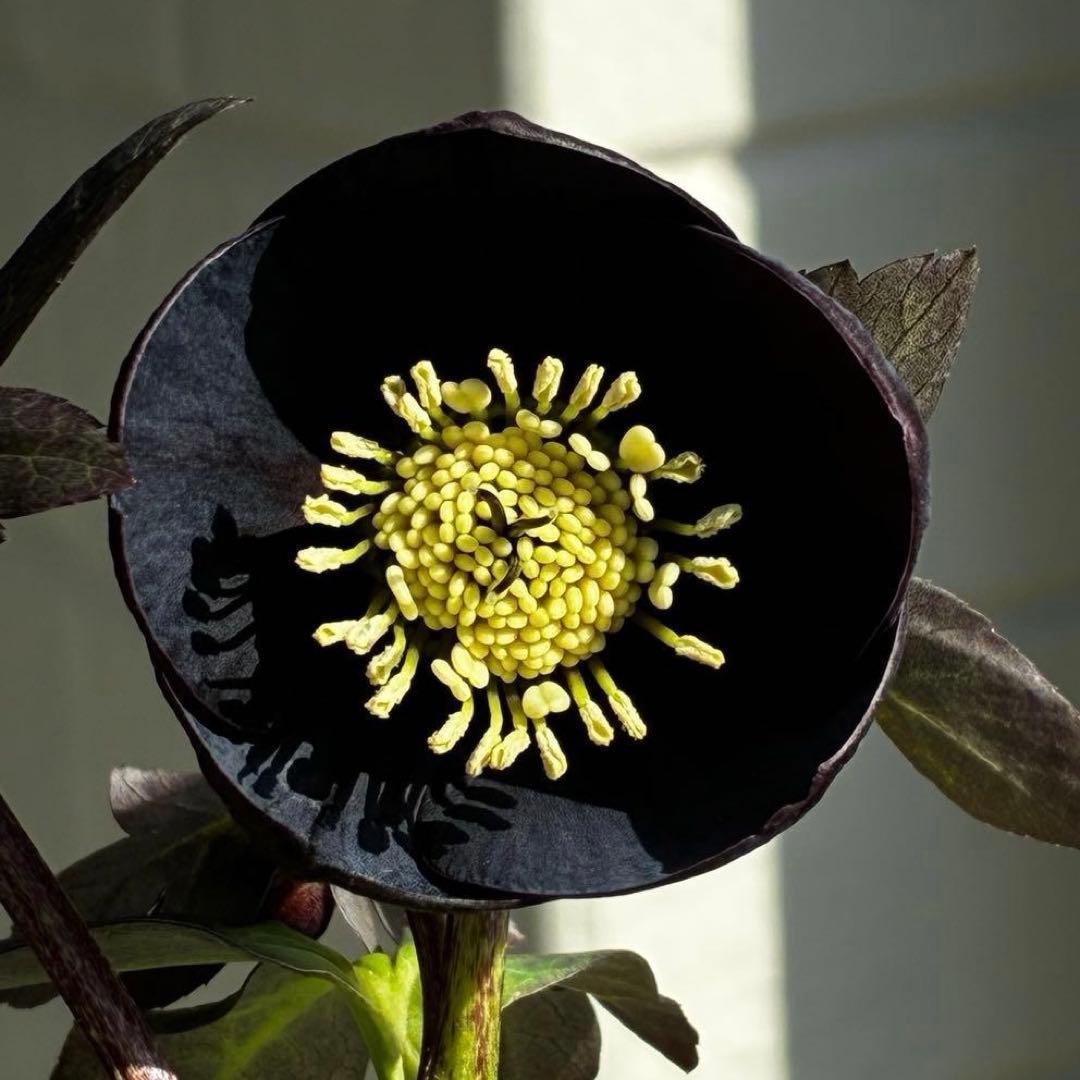 3736☘️極上☘️黒⭐️小輪⭐️美カップ⭐️極細リバースピコ⭐️スレンダー⭐️広瀬園芸⭐️