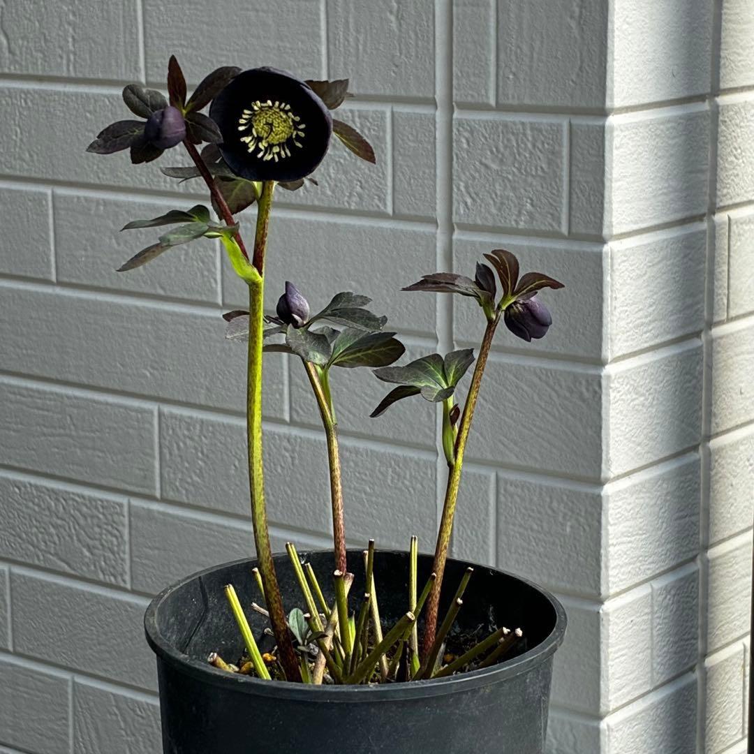 3736☘️極上☘️黒⭐️小輪⭐️美カップ⭐️極細リバースピコ⭐️スレンダー⭐️広瀬園芸⭐️