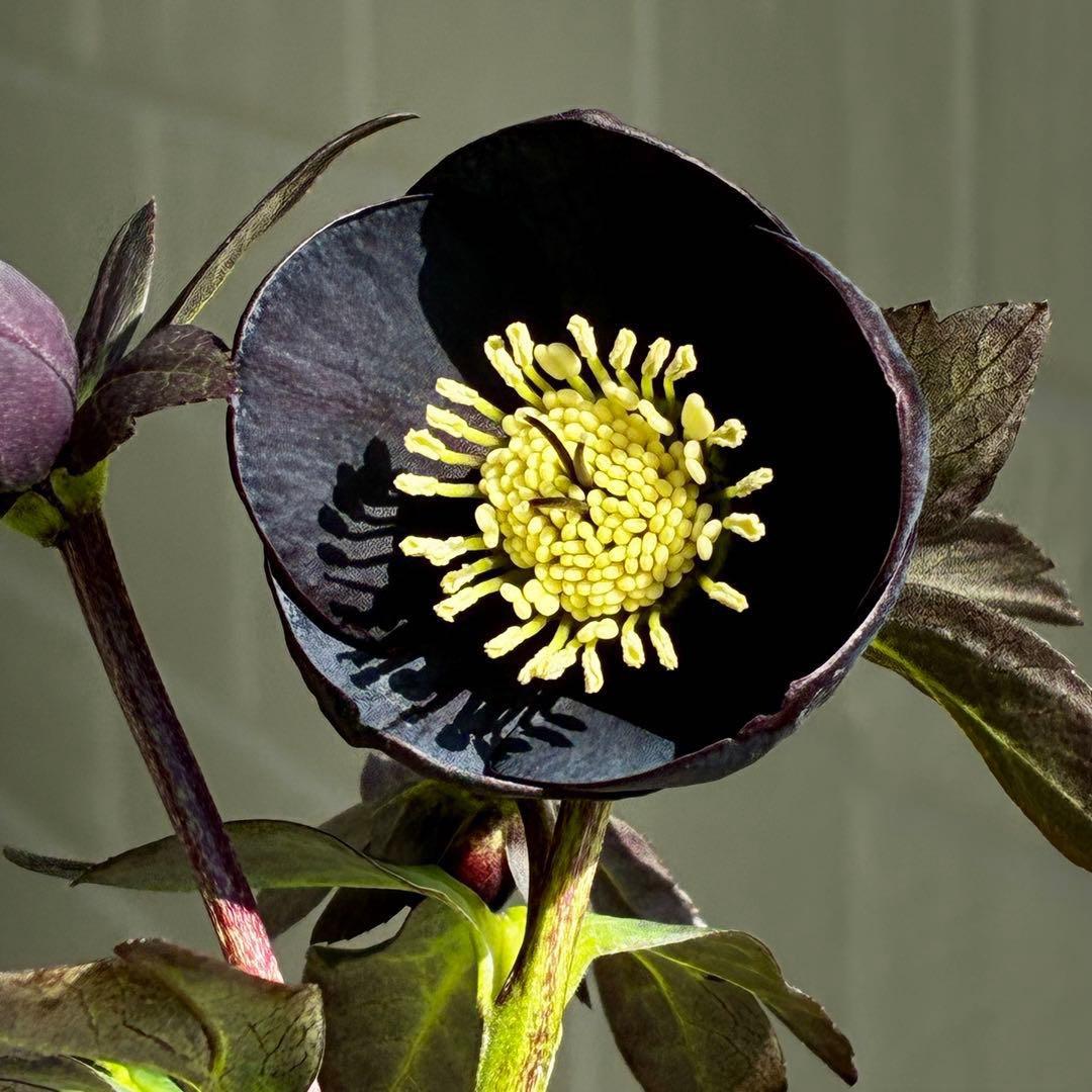 3736☘️極上☘️黒⭐️小輪⭐️美カップ⭐️極細リバースピコ⭐️スレンダー⭐️広瀬園芸⭐️